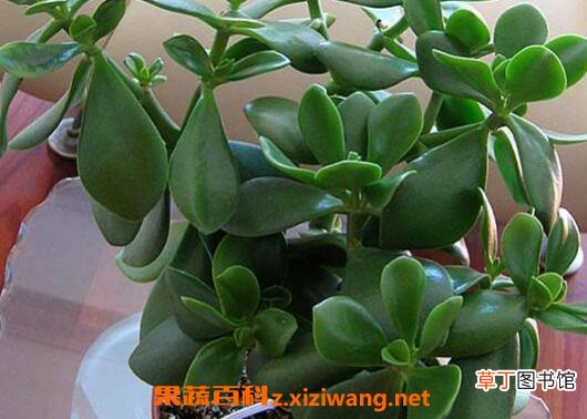 玉树如何养 玉树的养殖方法和注意事项