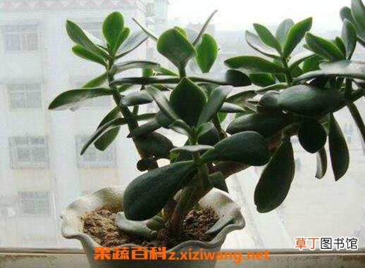 玉树如何养 玉树的养殖方法和注意事项