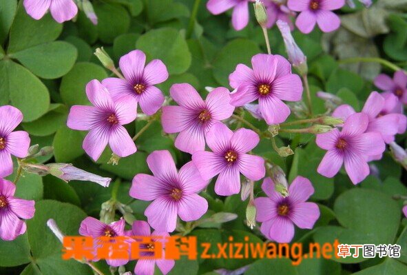 红花酢浆草的功效与作用