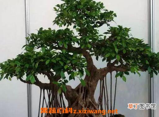 榕树盆景怎么养 养殖榕树盆景的注意事项