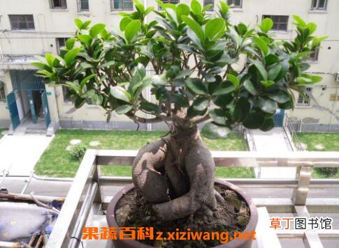 榕树盆景怎么养 养殖榕树盆景的注意事项