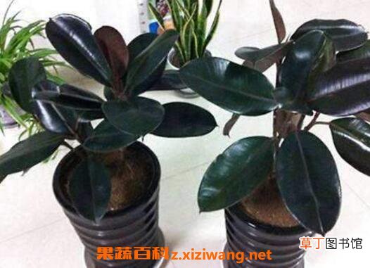 橡皮树如何养 橡皮树的养殖方法和注意事项