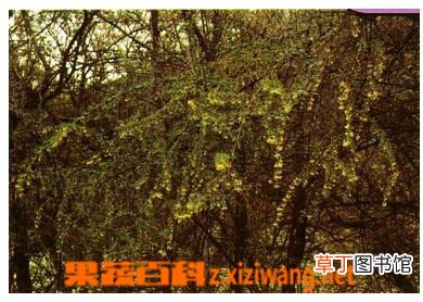 拉萨小檗的功效与作用
