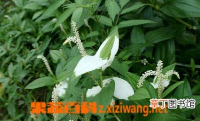 三白草的功效与作用