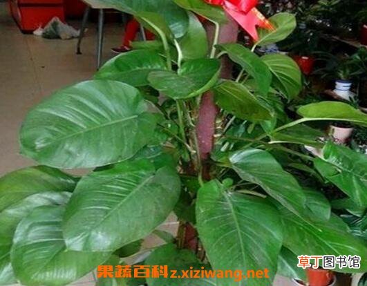 大叶绿萝如何修剪 大叶绿萝修剪方法技巧