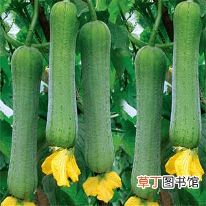 喝丝瓜水有什么好处