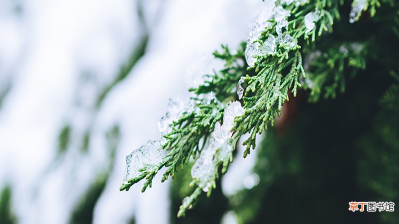 女人梦见厚厚的白雪