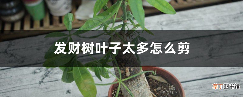 发财树叶子太多怎么剪，坏叶、老叶子要剪掉吗