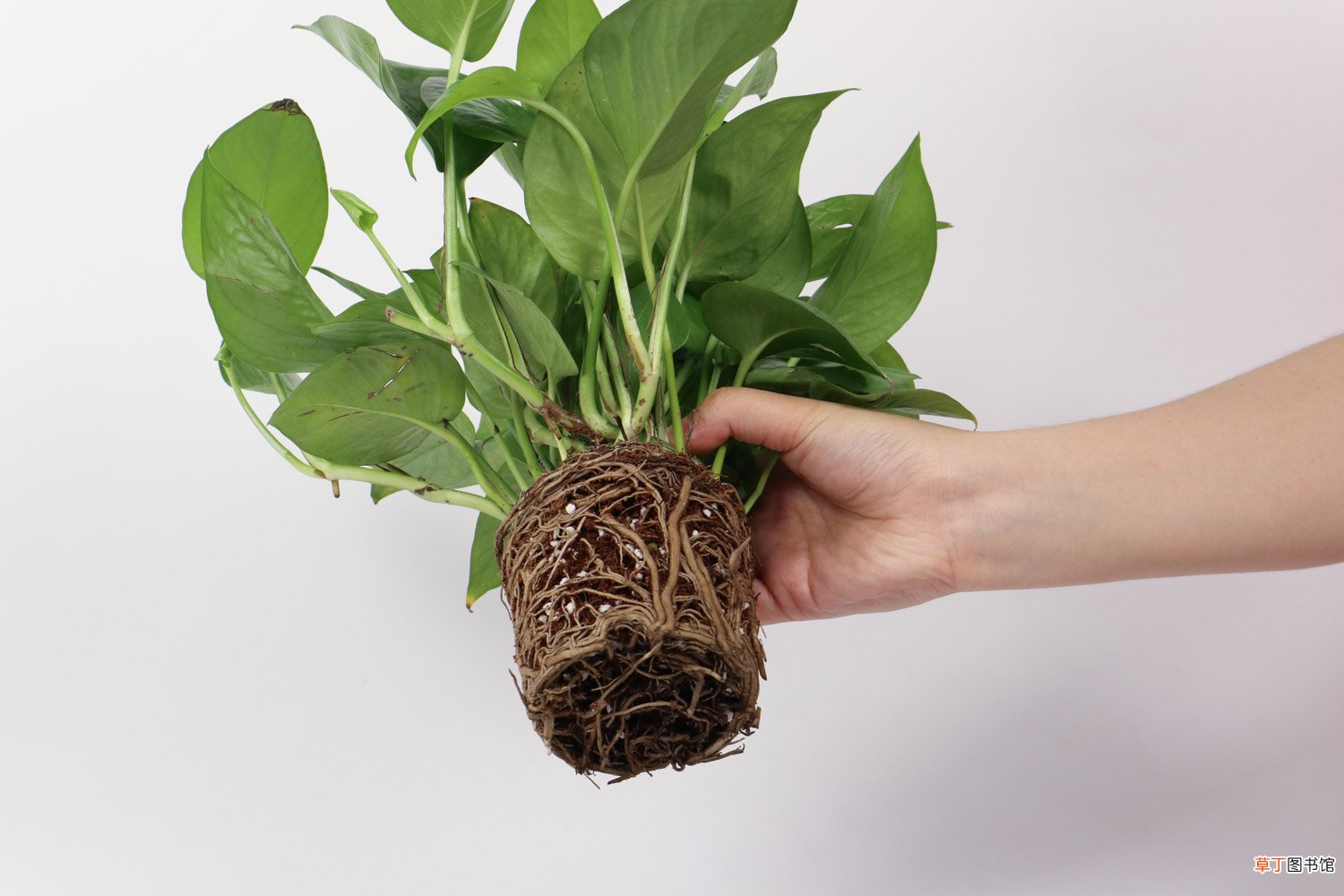 绿萝叶子小上什么肥料 叶子发黄用什么肥