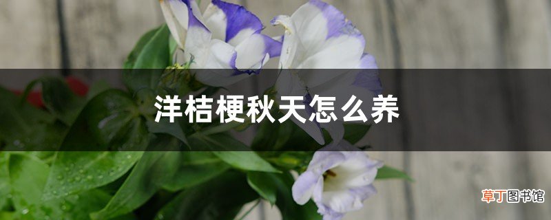 洋桔梗秋天怎么养