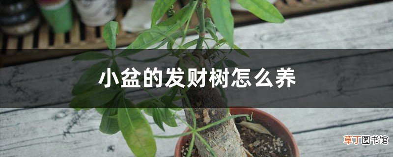 小盆的发财树怎么养，正确的摆放位置