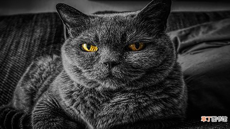女人梦见猫攻击自己