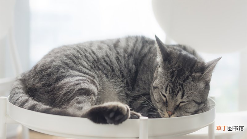 女人梦见猫缠着自己