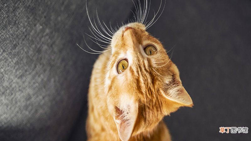 女人梦见猫缠着自己