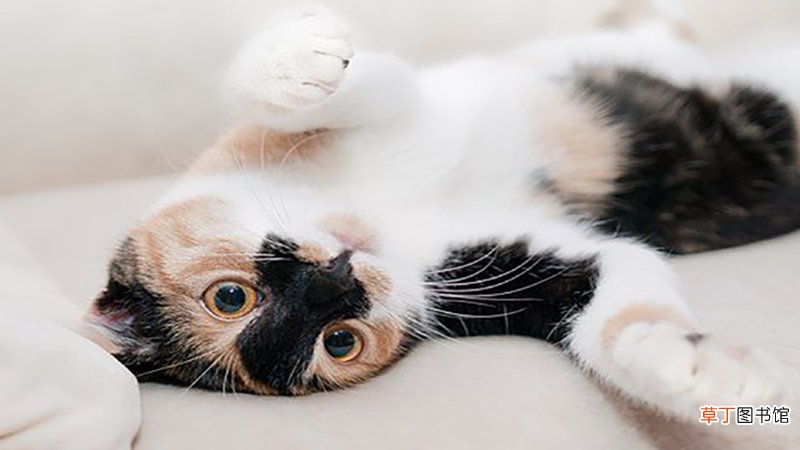 女人梦见猫进家里