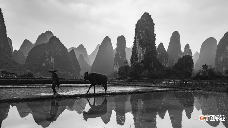 梦见别人用牛犁田