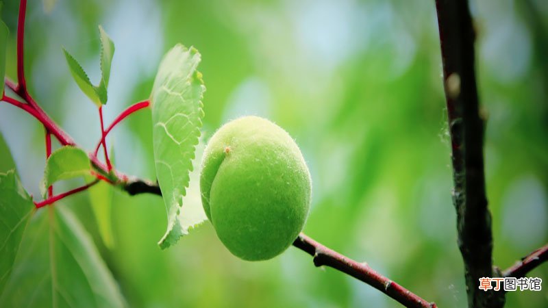 梦见吃杏是什么预兆