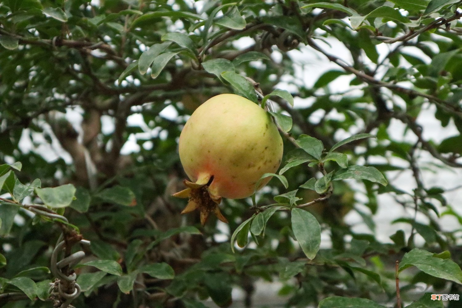 石榴花秋天怎么养