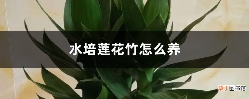 水培莲花竹怎么养