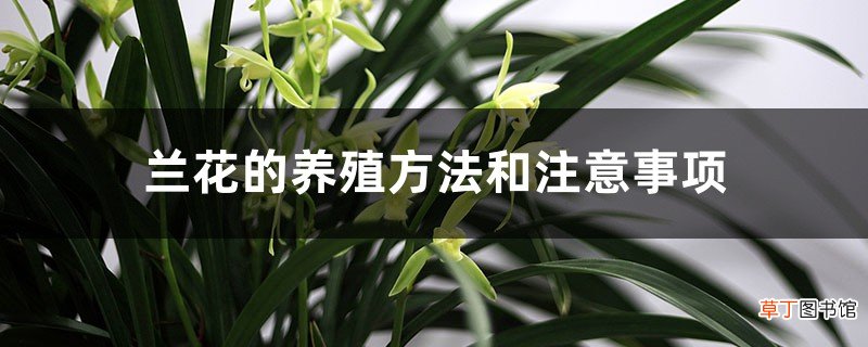 养殖方法和注意事项 兰花适合养殖在室内吗