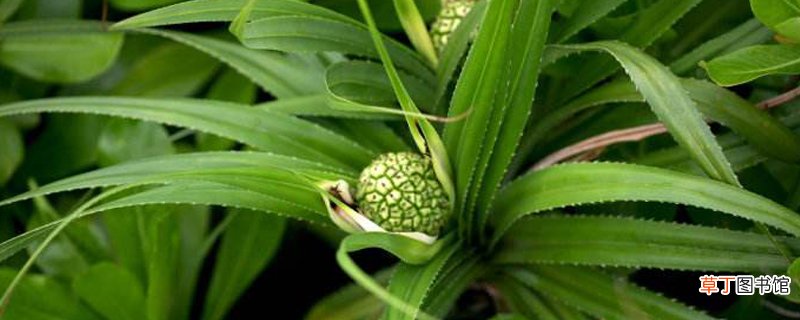 露兜树果实能不能吃，果子如何剥开？
