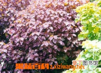 俏黄芦的功效与作用