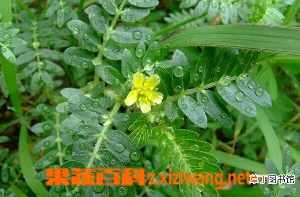 疾藜的功效与作用