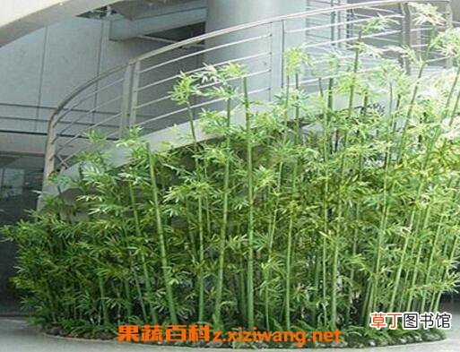 观赏竹怎么养 观赏竹的养殖方法和注意事项