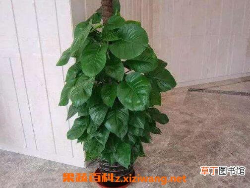 大叶绿萝的养殖方法和注意事项