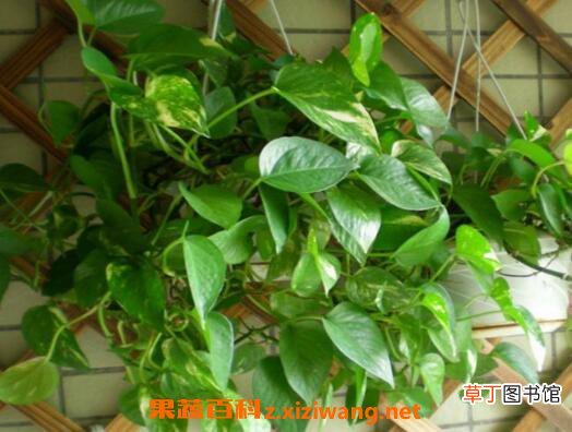 大叶绿萝的养殖方法和注意事项