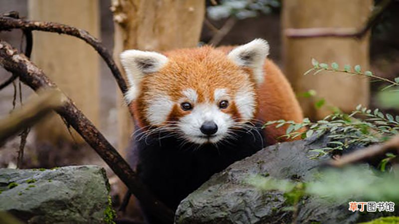 梦见大熊猫是什么预兆