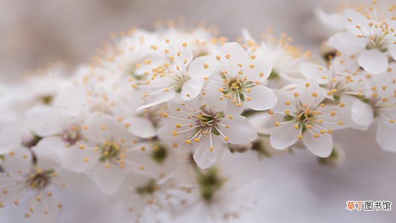 梦见种花