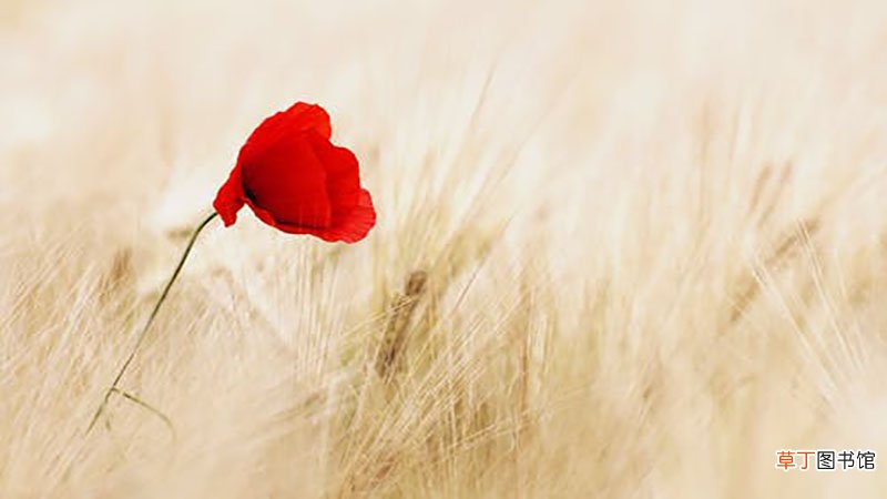 梦见种花