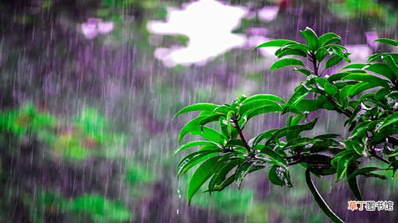 梦见下雨天