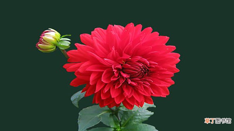 梦见鲜花盛开特别漂亮