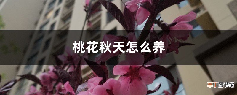 桃花秋天怎么养