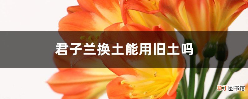君子兰换土能用旧土吗，换完后要浇水吗？