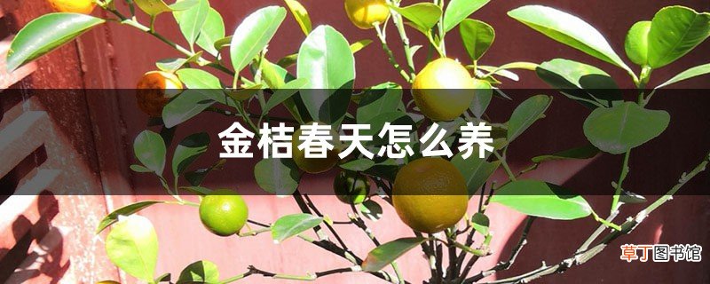 金桔春天怎么养