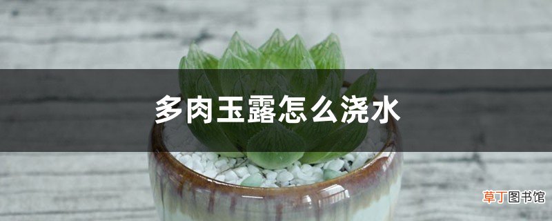 多肉玉露怎么浇水，适合什么盆，用什么土养好？