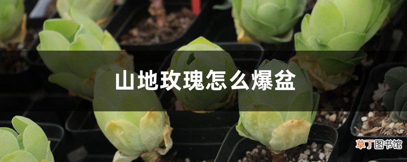 多肉山地玫瑰的养殖方法，怎么养才能爆盆？