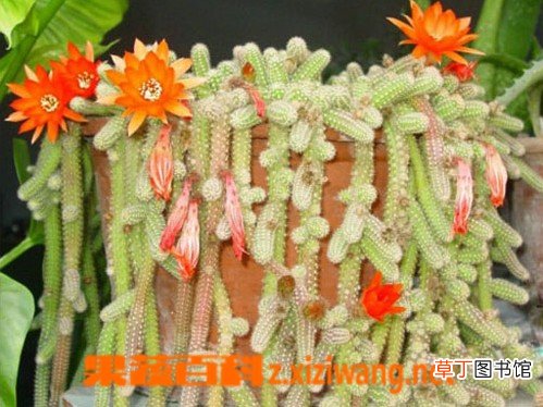 鼠尾掌的功效与作用