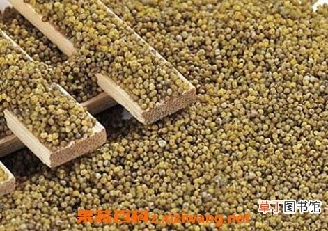 绿小米的的作用与功效