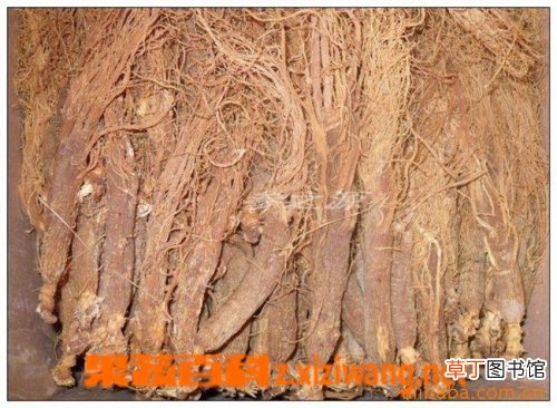 红人参的功效与作用