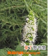 留兰香的功效与作用