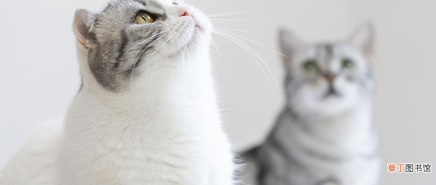 女人梦见白色的猫是什么意思