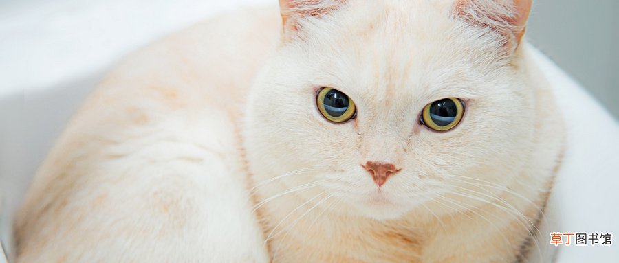 女人梦见白色的猫是什么意思