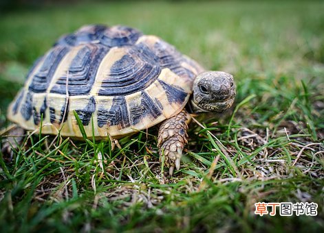 孕妇梦见乌龟是什么意思