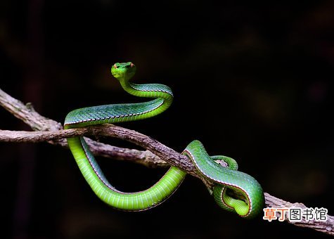 孕妇梦见玩具蛇是什么意思
