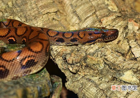 男人梦见被蛇咬是什么意思