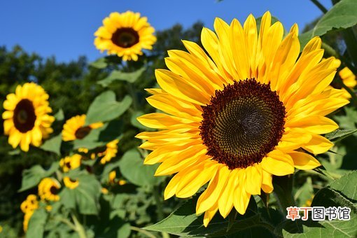 已婚女人梦见向日葵是什么意思